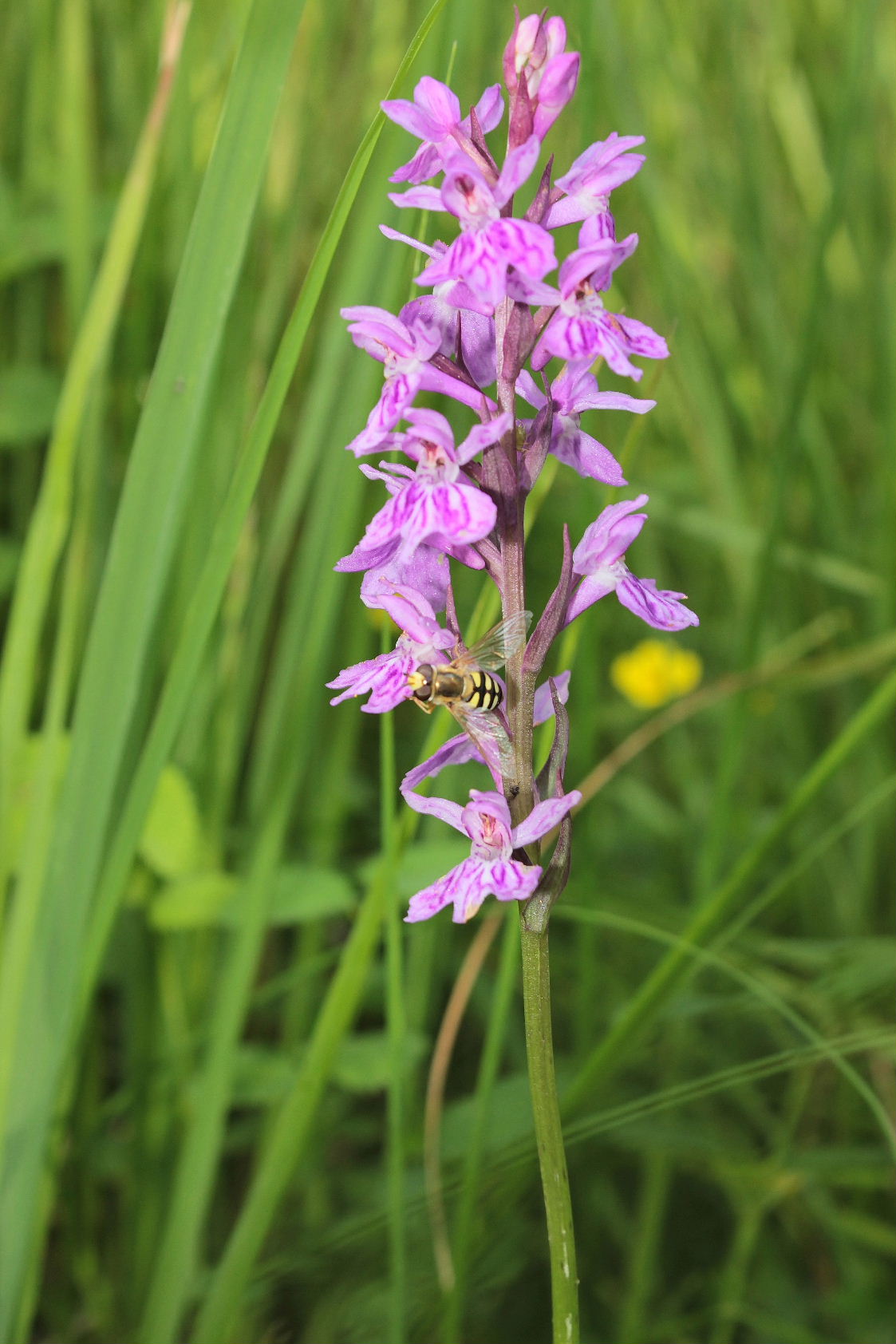 Orchidee dall''appennino Ligure (GE)